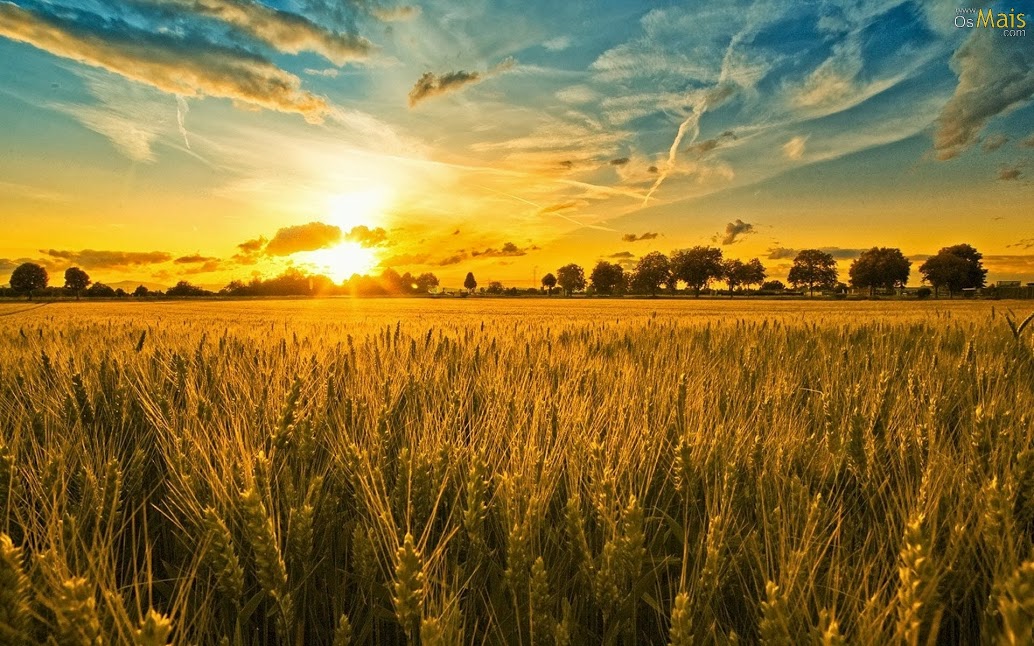 14/11 – O céu e a terra passarão, mas as minhas palavras não passarão.