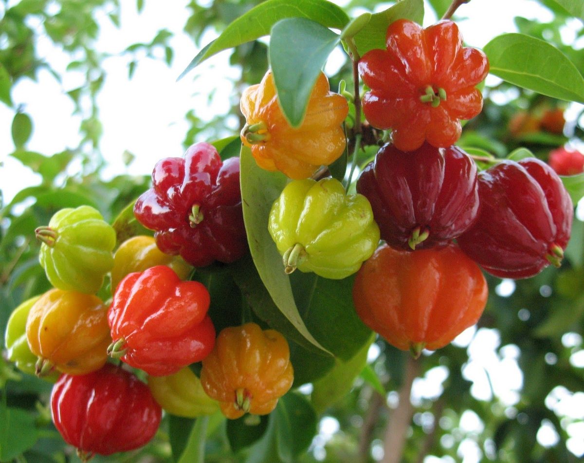 22/06 – Assim, toda árvore boa produz frutos bons, e toda árvore má, produz frutos maus.