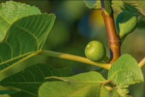 25/11 – O céu e a terra passarão, mas as minhas palavras não hão de passar.