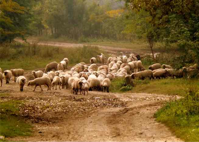 27/02 – E colocará as ovelhas à sua direita e os cabritos à sua esquerda.