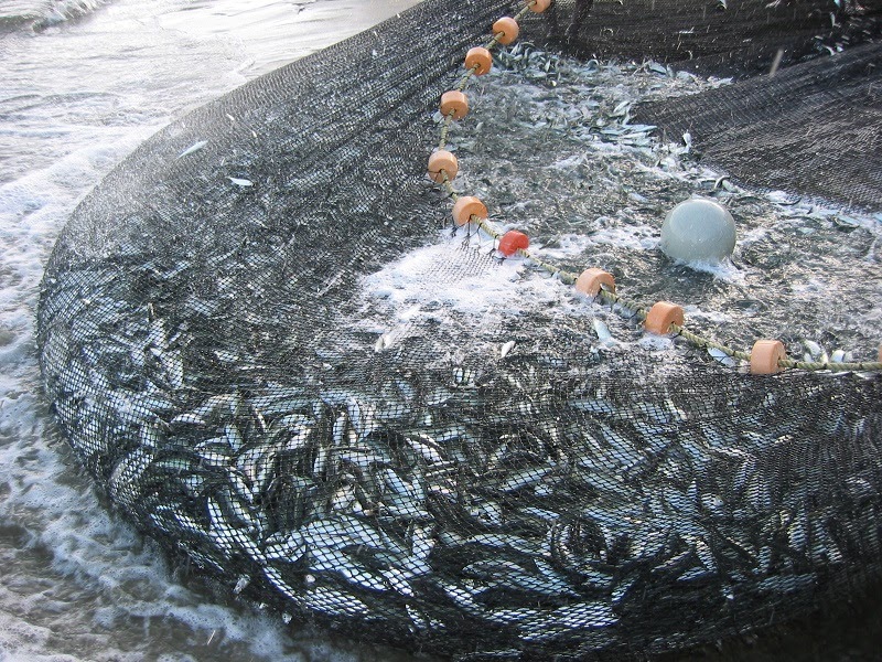 03/08- O Reino dos Céus é ainda como uma rede lançada ao mar e que apanha peixes de todo tipo.