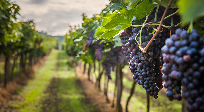 08/10 – …o Reino de Deus vos será tirado e será entregue a um povo que produzirá frutos.