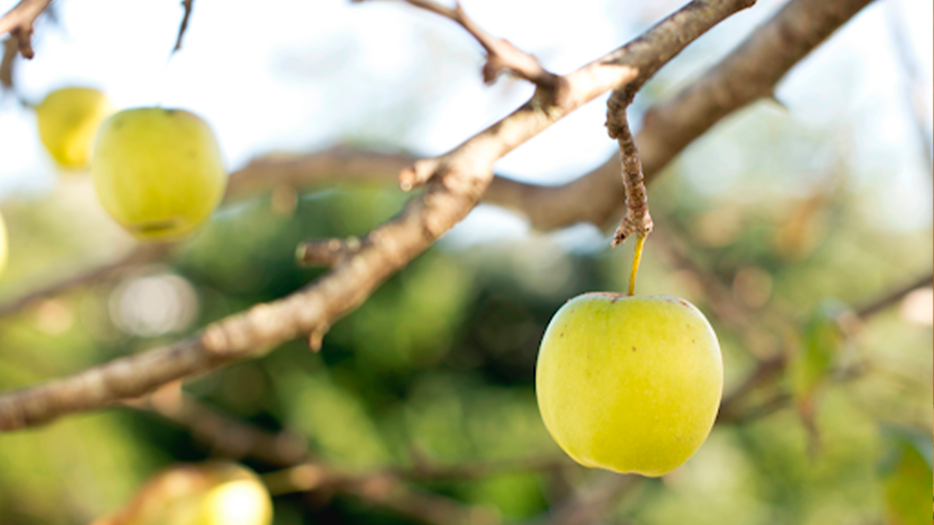 23/06 – Toda árvore boa produz frutos bons, e toda árvore má produz frutos maus