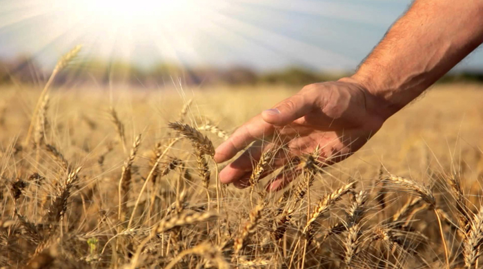 23/07 – A semente que caiu em boa terra é aquela que ouve a Palavra e a compreende. Esse produz fruto