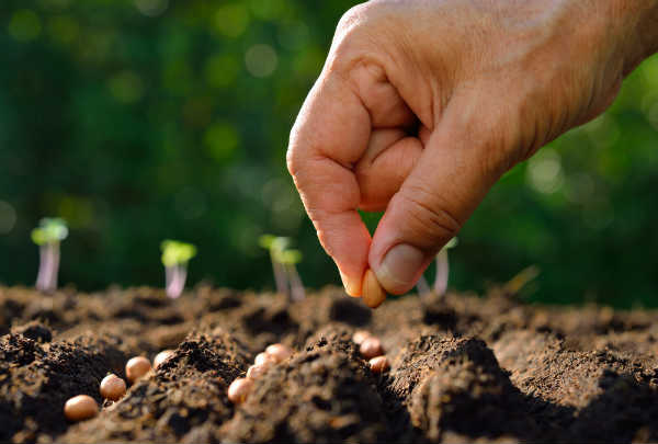 27/01 – O Reino de Deus é como quando alguém espalha a semente na terra.